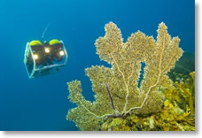 BVI Caribbean Undersea Adventures